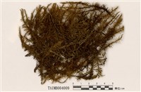 藏品(波葉曲尾苔)的圖片